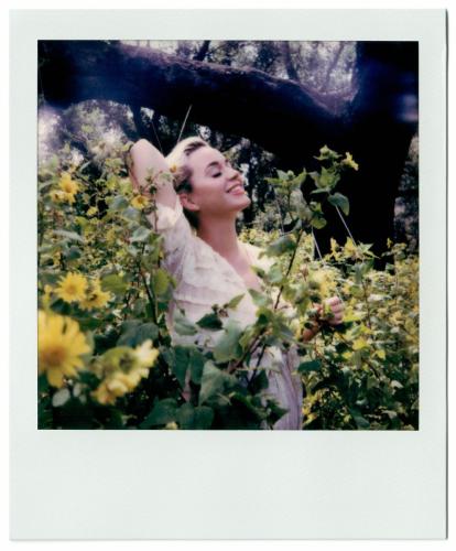 Daisies - Polaroids